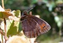 Erebia pronoe ©  S. Beshkov